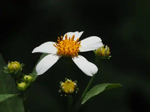 Foto dokumenter Bidens alba