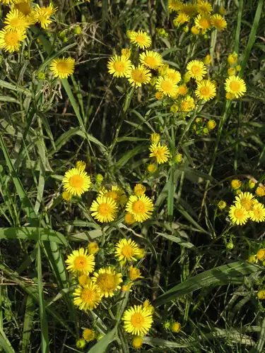 Foto dokumenter Inula linariifolia