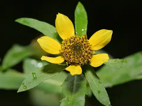 Foto dokumenter Bidens cernua