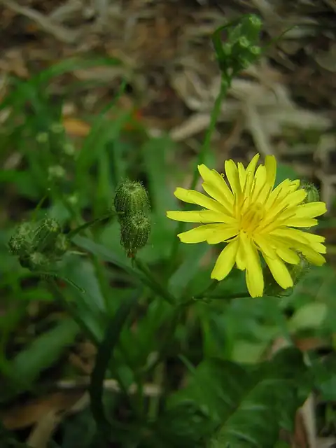 Foto dokumenter Crepis foetida