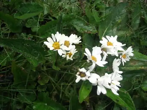 Foto dokumenter Senecio smithii