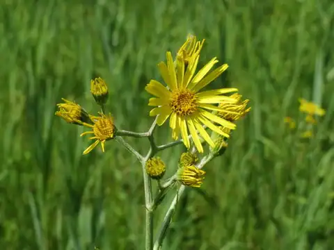 Foto dokumenter Jacobaea paludosa
