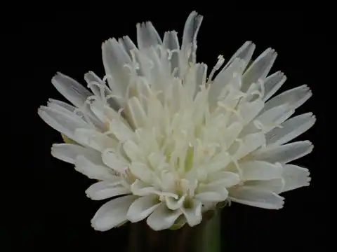 Foto dokumenter Hypochaeris albiflora