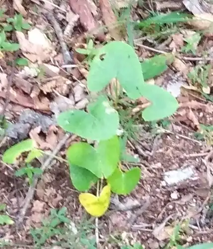 Foto dokumenter Ligularia calthifolia