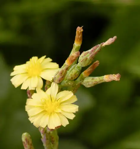 Foto dokumenter Lactuca serriola