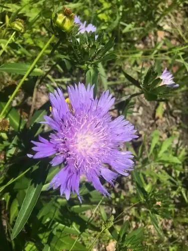 Foto dokumenter Stokesia laevis
