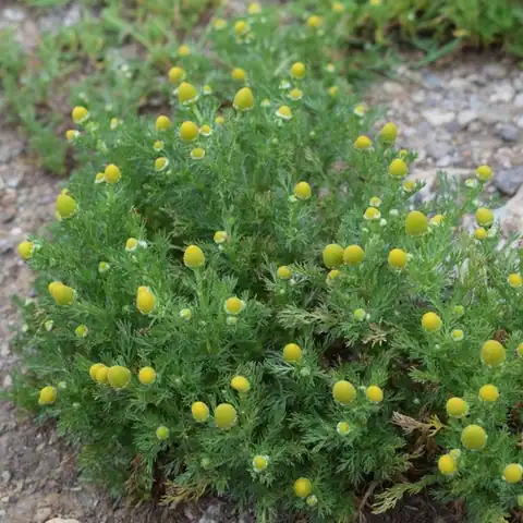 Foto dokumenter Matricaria discoidea