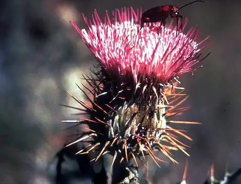 Foto dokumenter Cirsium ochrocentrum