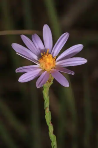 Foto dokumenter Symphyotrichum adnatum