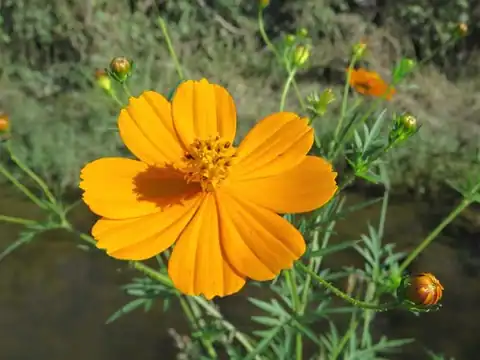 Foto dokumenter Cosmos sulphureus