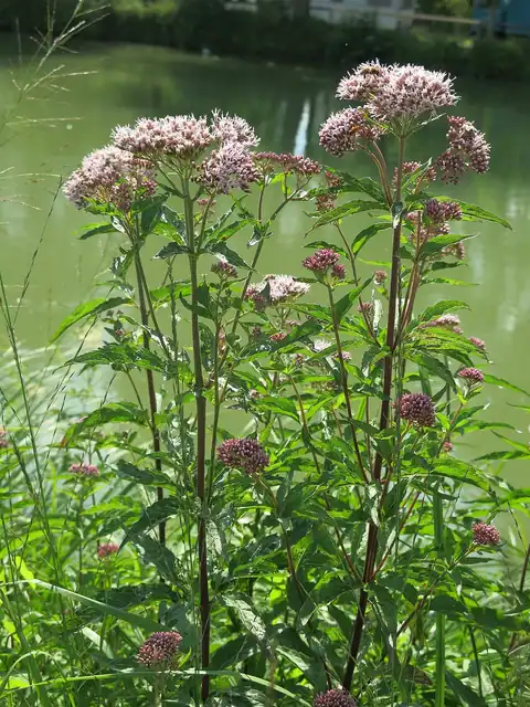 Foto dokumenter Eupatorium cannabinum