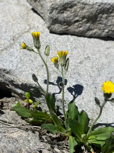 Foto dokumenter Hieracium triste