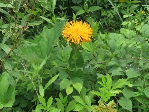 Foto dokumenter Hypochaeris ciliata