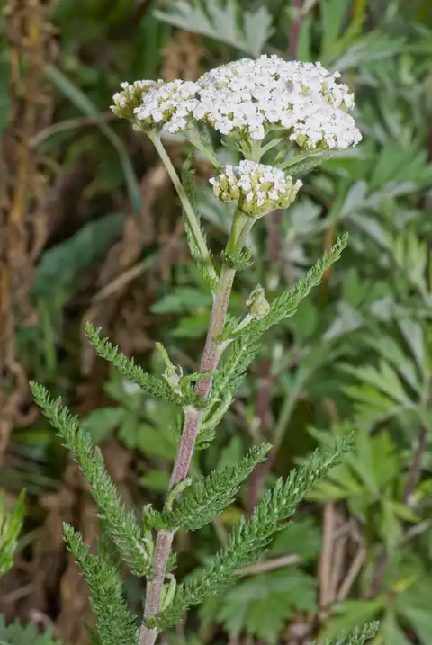 Foto dokumenter Achillea millefolium