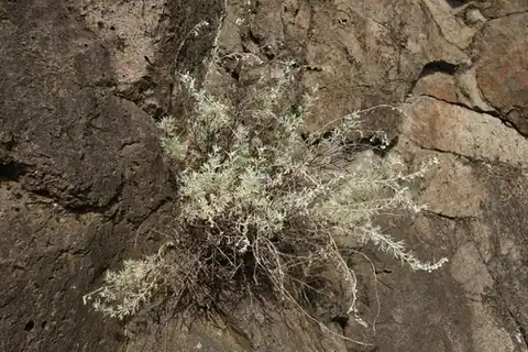 Foto dokumenter Artemisia rutifolia