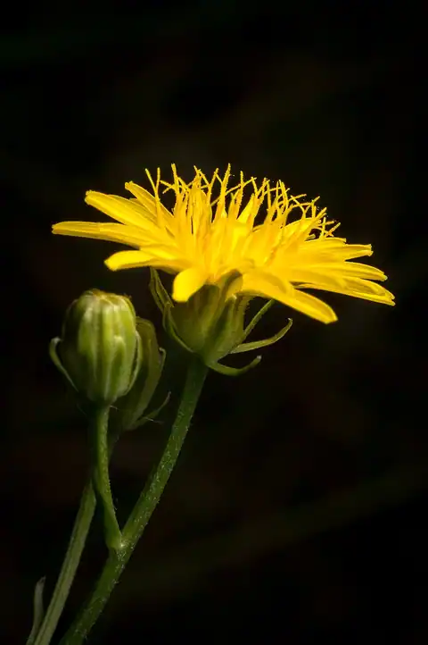 Crepis vesicaria, dicatat sumber sebagai Crepis vesicaria subsp. taraxacifolia.