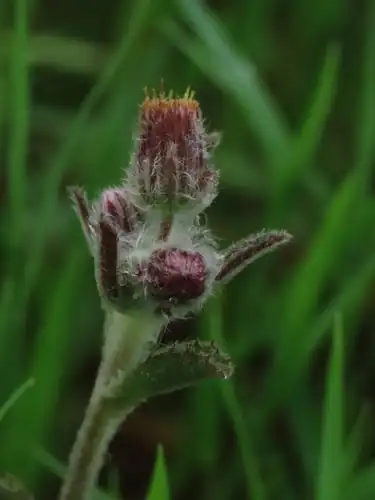 Foto dokumenter Blumea hieraciifolia