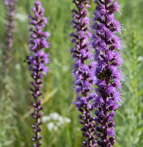Foto dokumenter Liatris spicata