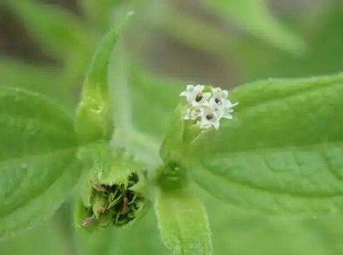 Foto dokumenter Blainvillea acmella
