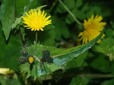 Foto dokumenter Sonchus oleraceus