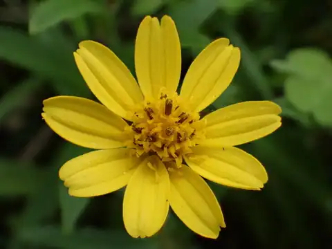 Foto dokumenter Sphagneticola calendulacea