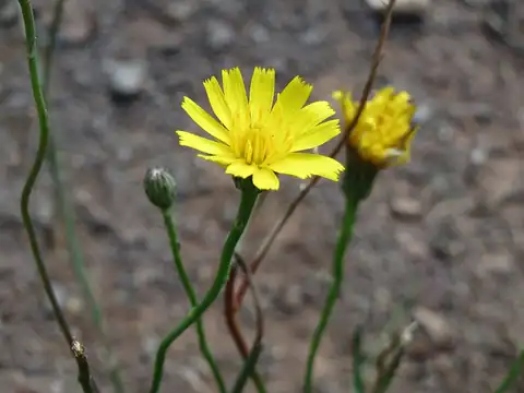 Foto dokumenter Hypochaeris radicata