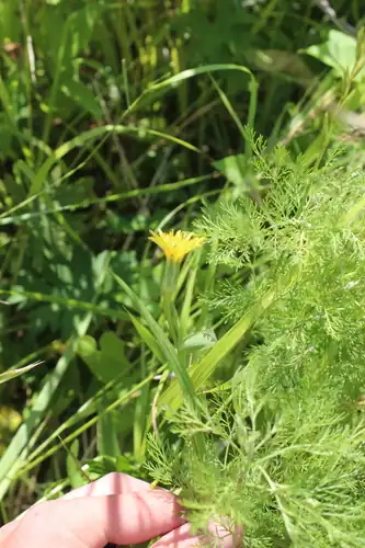 Foto dokumenter Scorzonera parviflora
