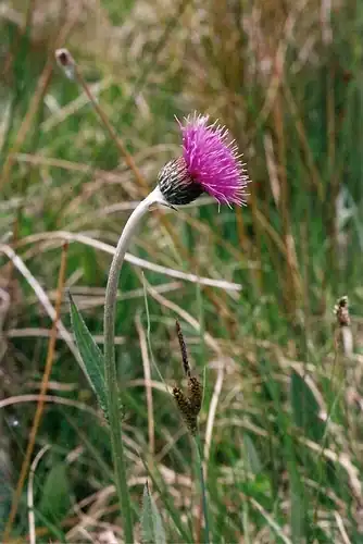Foto dokumenter Cirsium dissectum