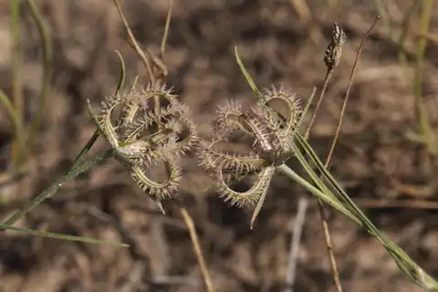 Foto dokumenter Koelpinia linearis