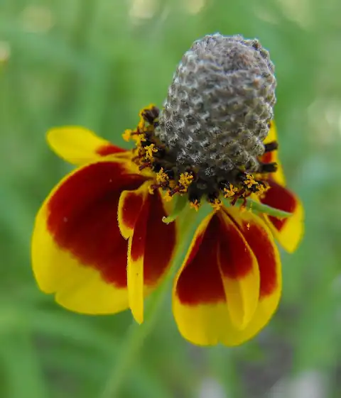 Ratibida columnifera, dicatat sumber sebagai Ratibida columnifera var. pulcherrima.