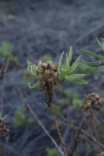 Foto dokumenter Pluchea parvifolia