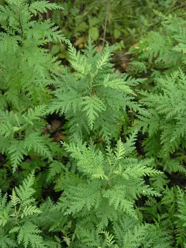 Foto dokumenter Artemisia gmelinii