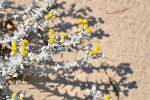 Foto dokumenter Achillea maritima