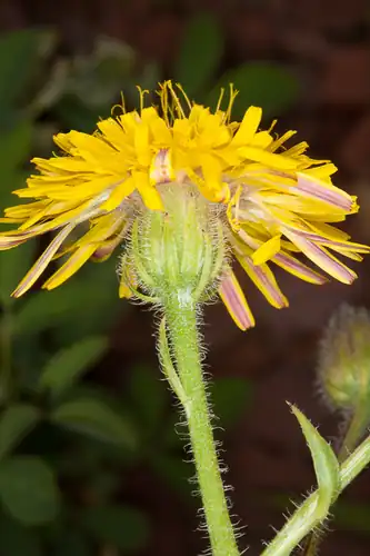 Foto dokumenter Crepis setosa