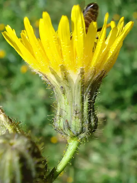 Foto dokumenter Sonchus arvensis