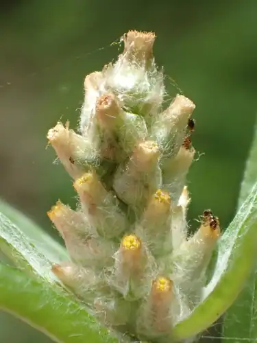 Foto dokumenter Gamochaeta purpurea