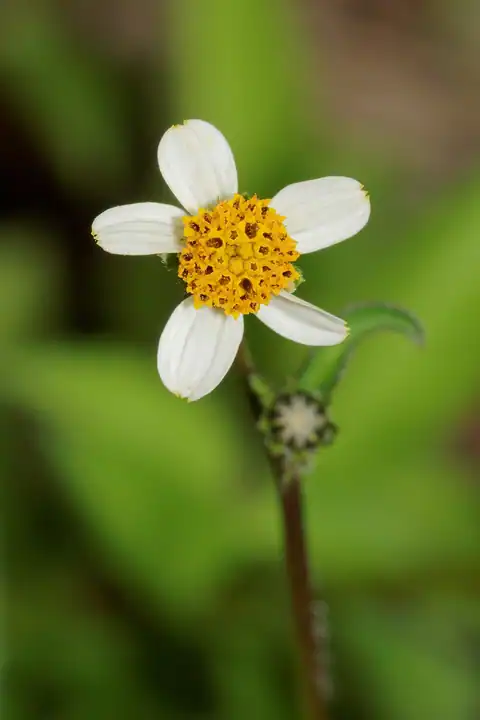 Foto dokumenter Bidens pilosa