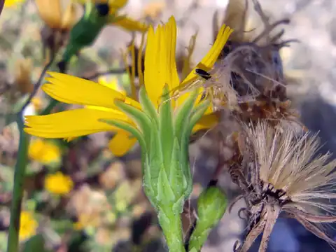 Foto dokumenter Hieracium robustum