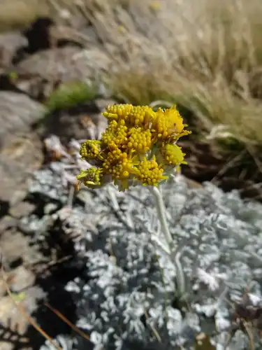 Foto dokumenter Jacobaea leucophylla