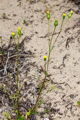 Foto dokumenter Senecio lividus