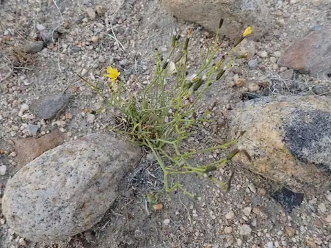Foto dokumenter Askellia flexuosa