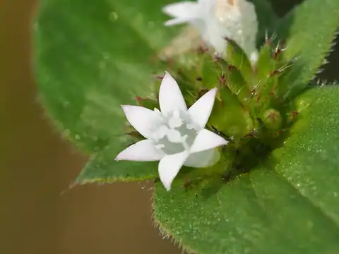 Foto dokumenter Richardia scabra