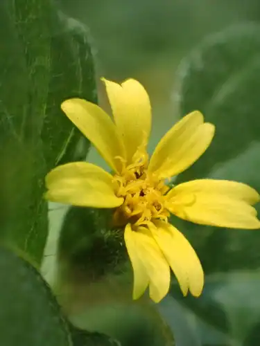 Foto dokumenter Calyptocarpus vialis
