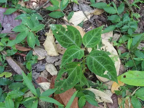 Foto dokumenter Mikania guaco