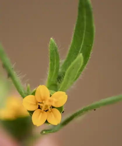 Foto dokumenter Melampodium sericeum