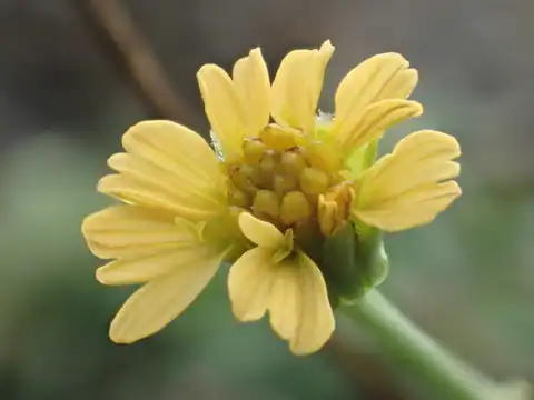 Foto dokumenter Glossocardia bidens