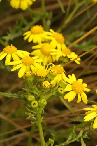 Foto dokumenter Senecio squalidus