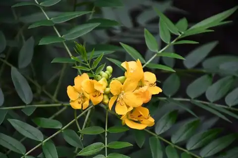 Foto dokumenter Senna ligustrina