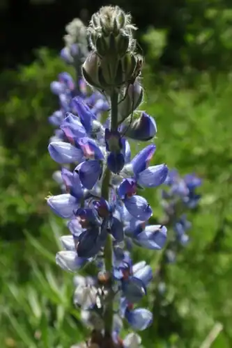 Foto dokumenter Lupinus covillei