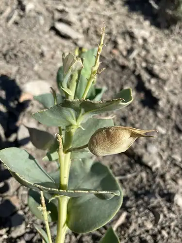 Foto dokumenter Astragalus asclepiadoides